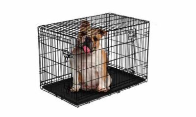 how to make your dog crate escape proof