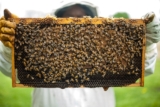 8 Best Beekeeping Starter Kits In 2022